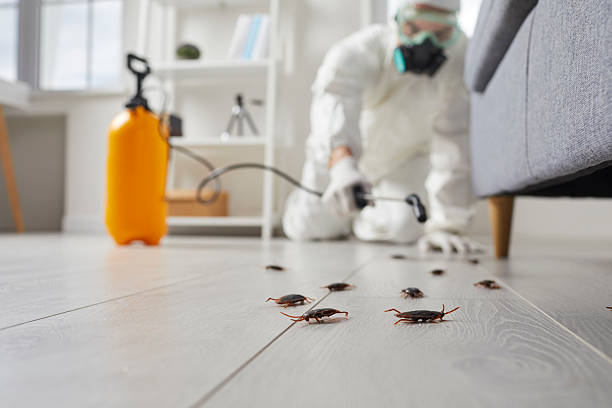 Commercial Kitchen Cockroach Control in Davis